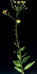 興安毛連菜 興安毛連菜