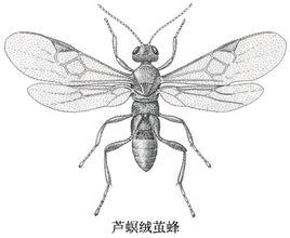 蘆螟絨繭蜂 蘆螟絨繭蜂