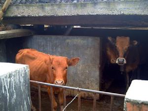 白土山自然村養殖業