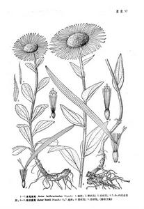 卵葉紫菀 卵葉紫菀