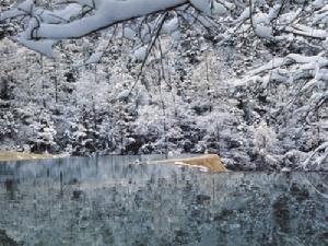 《冬天的故事》