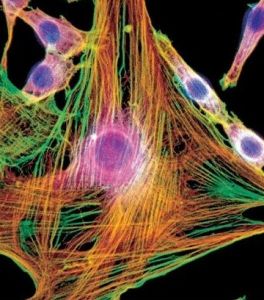 成纖維細胞 成纖維細胞