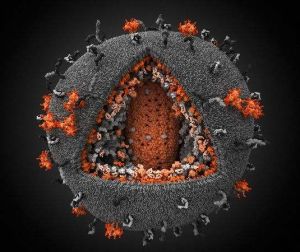 愛滋病毒三維模型