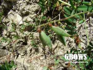 地花黃耆 地花黃耆