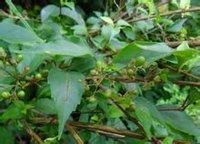 尖葉豆腐柴 尖葉豆腐柴