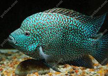 綠巨人[觀賞魚]