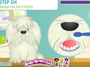 照顧可愛的寵物 照顧可愛的寵物