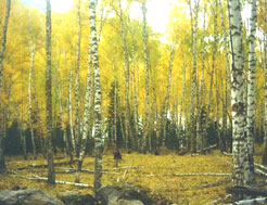 南山古香林 南山古香林