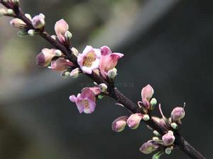 金塔火焰花 金塔火焰花