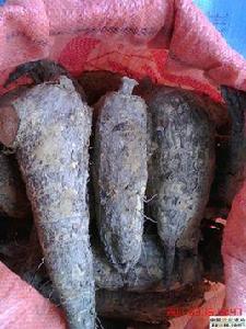 紫茉莉根 紫茉莉根