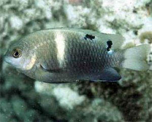 黃斑豆娘魚 黃斑豆娘魚