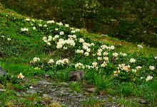 高山杜鵑傲雪開