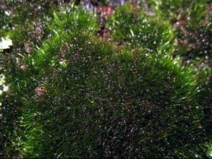 濕生曲柄蘚 濕生曲柄蘚