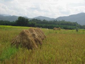 曼哈邁自然村 曼哈邁自然村