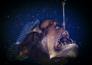 Anglerfish