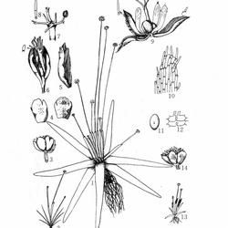 玉龍山谷精草 玉龍山谷精草