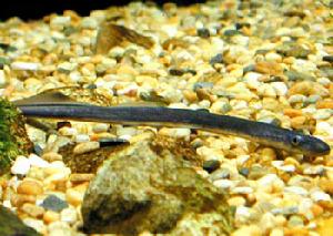 雷氏七鰓鰻 雷氏七鰓鰻