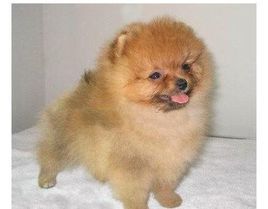 哈多利系博美犬 哈多利系博美犬