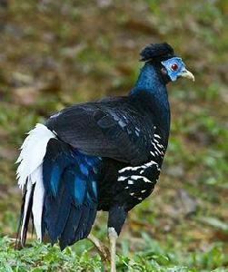 馬來鳳冠火背鷳