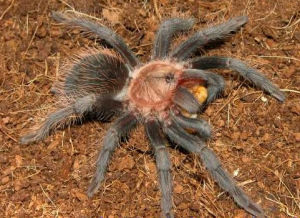 墨西哥灰捕鳥蛛 墨西哥灰捕鳥蛛