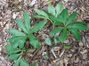 異葉天南星 異葉天南星