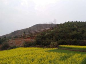 大桃樹村 大桃樹村