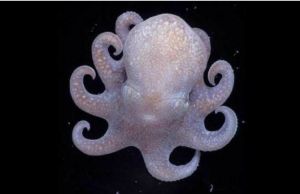 南極章魚