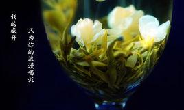 茉莉龍井 茉莉龍井