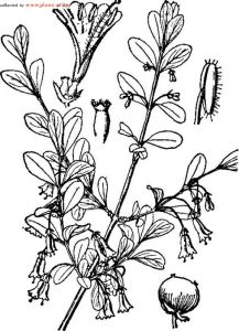 毛藥忍冬 毛藥忍冬