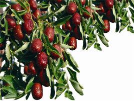 若羌紅棗 若羌紅棗