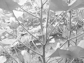 國欣棉八號 國欣棉八號