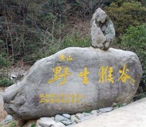 黃山浮溪野生猴谷 黃山浮溪野生猴谷