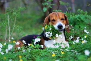 愛沙尼亞獵犬 愛沙尼亞獵犬
