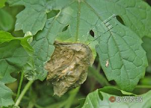 苦瓜菌核病 苦瓜菌核病