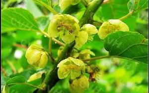 米良1號獼猴桃花