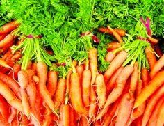 夏秋紅蘿蔔 夏秋紅蘿蔔