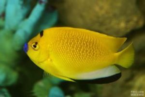 藍嘴新娘 藍嘴新娘