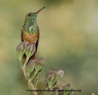 栗腹蜂鳥 栗腹蜂鳥