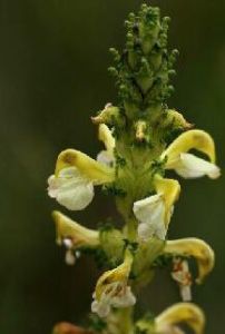 彎管馬先蒿普洛氏亞種