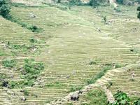 邦旭村梯田