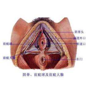 前庭大腺 前庭大腺