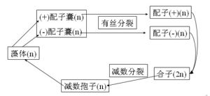 真核藻類的生活史----合子減數分裂（核相交替）