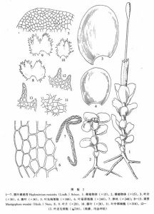 圓葉裸蒴苔 圓葉裸蒴苔