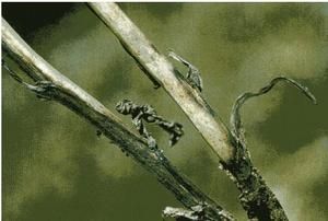 蠶豆莖疫病 蠶豆莖疫病