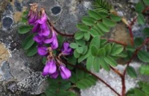 岩生黃耆 岩生黃耆