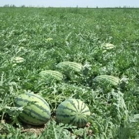 大沙村西瓜 大沙村西瓜