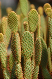 赤烏帽子 赤烏帽子