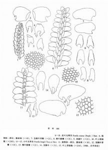 亮葉光萼苔 亮葉光萼苔