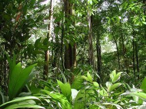 亞馬遜熱帶雨林