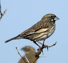 白斑黑鵐屬 白斑黑鵐屬